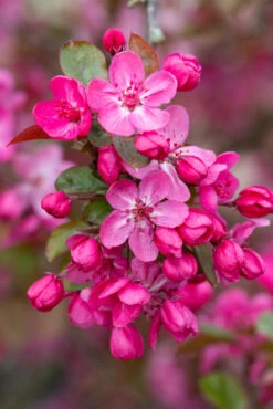 Malus ‘Cardinal’ 8 Malus ‘Cardinal’ -Tree Furnish Store 11776 12357 3081 683x1024 1