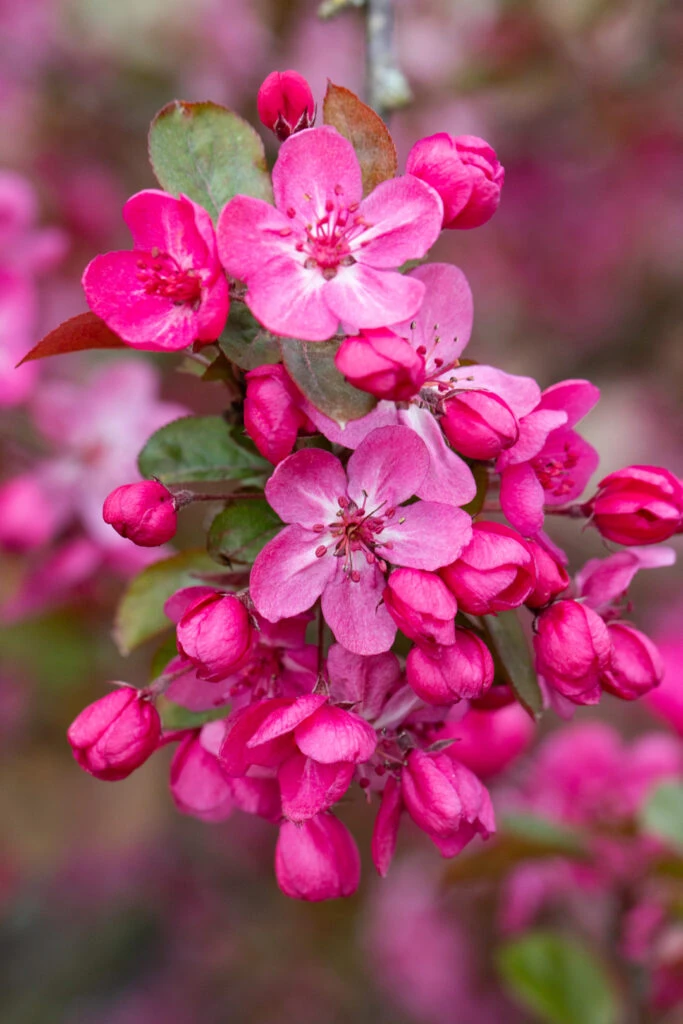 Malus ‘Cardinal’ 4 Malus ‘Cardinal’ - Image 2