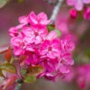 Malus ‘Cardinal’ -Tree Furnish Store 11776 12358 b34f 1024x683 1