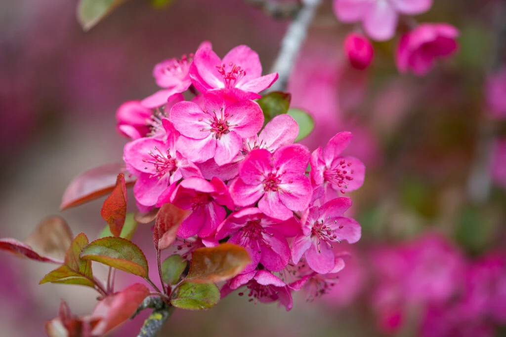 Malus ‘Cardinal’ 3 Malus ‘Cardinal’