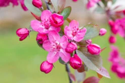 Malus ‘Cardinal’ 9 Malus ‘Cardinal’ -Tree Furnish Store 11776 12359 fb78 1 1024x683 1