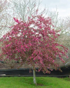 Malus ‘Cardinal’ 11 Malus ‘Cardinal’ -Tree Furnish Store 11776 12360 c0d7 1 819x1024 1