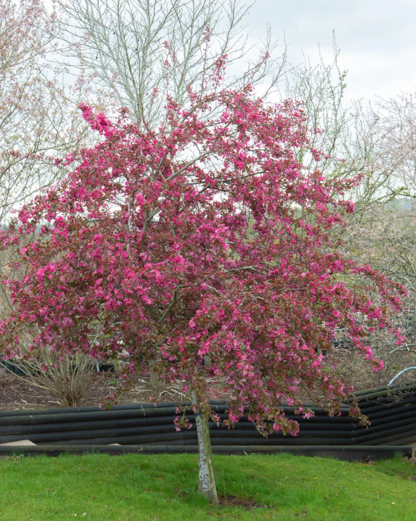 Malus ‘Cardinal’ 7 Malus ‘Cardinal’ - Image 5