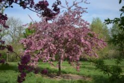 Malus ‘Cardinal’ 10 Malus ‘Cardinal’ -Tree Furnish Store 11776 2 1 1024x684 1