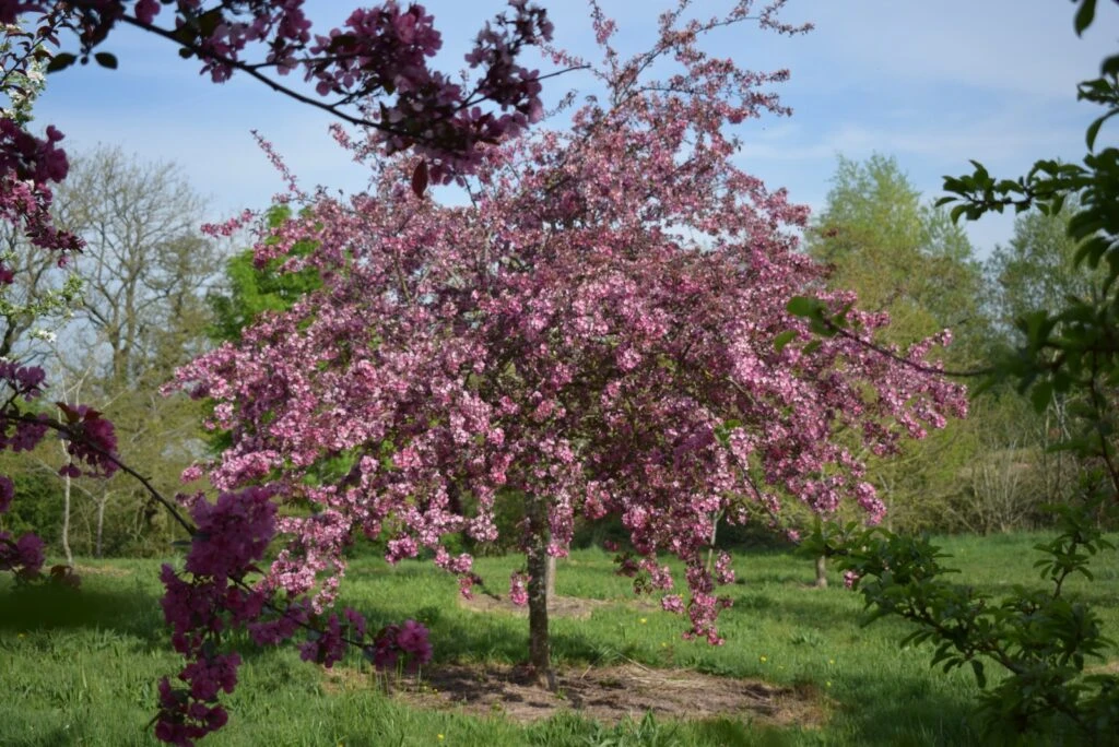 Malus ‘Cardinal’ 6 Malus ‘Cardinal’ - Image 4