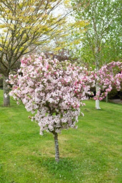 Malus ‘Coralburst’ 7 Malus ‘Coralburst’ -Tree Furnish Store 11777 12556 806b 1 683x1024 1
