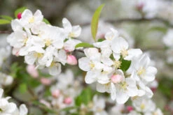 Malus ‘Evereste’ 8 Malus ‘Evereste’ -Tree Furnish Store 11781 12509 1447 1 1024x683 1