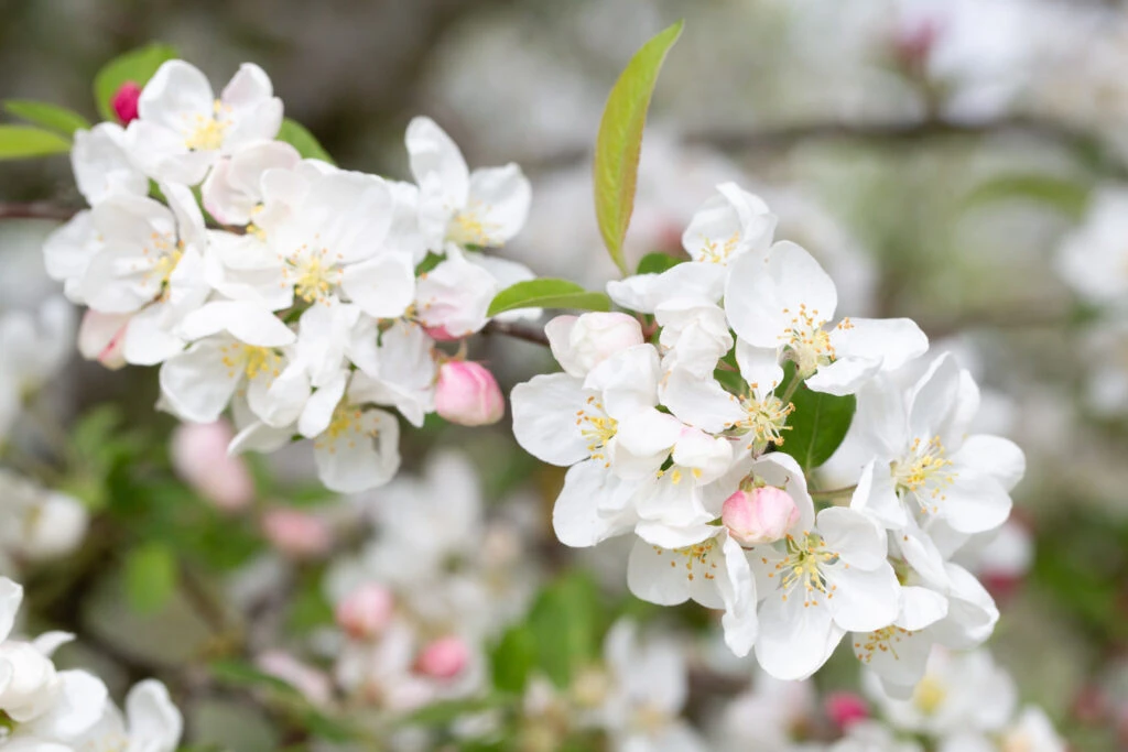 Malus ‘Evereste’ 5 Malus ‘Evereste’ - Image 3