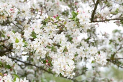 Malus ‘Evereste’ 7 Malus ‘Evereste’ -Tree Furnish Store 11781 12510 521f 1024x683 1