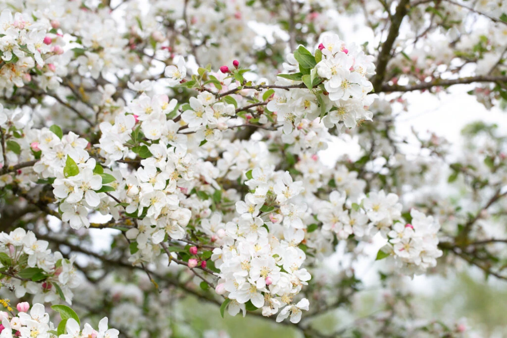 Malus ‘Evereste’ 4 Malus ‘Evereste’ - Image 2