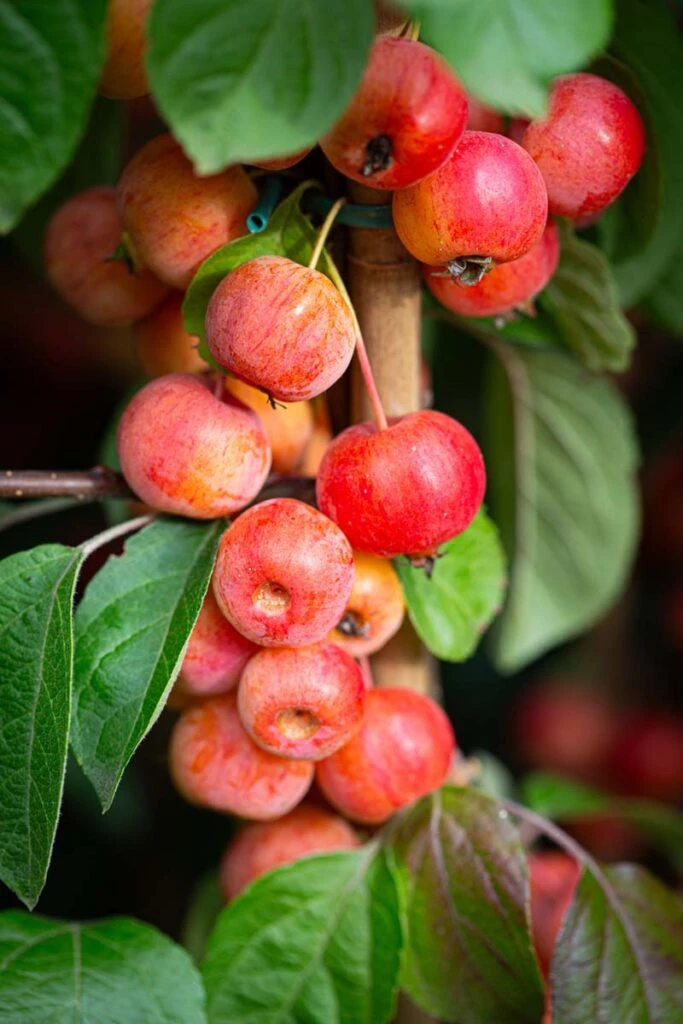 Malus ‘Evereste’ 3 Malus ‘Evereste’