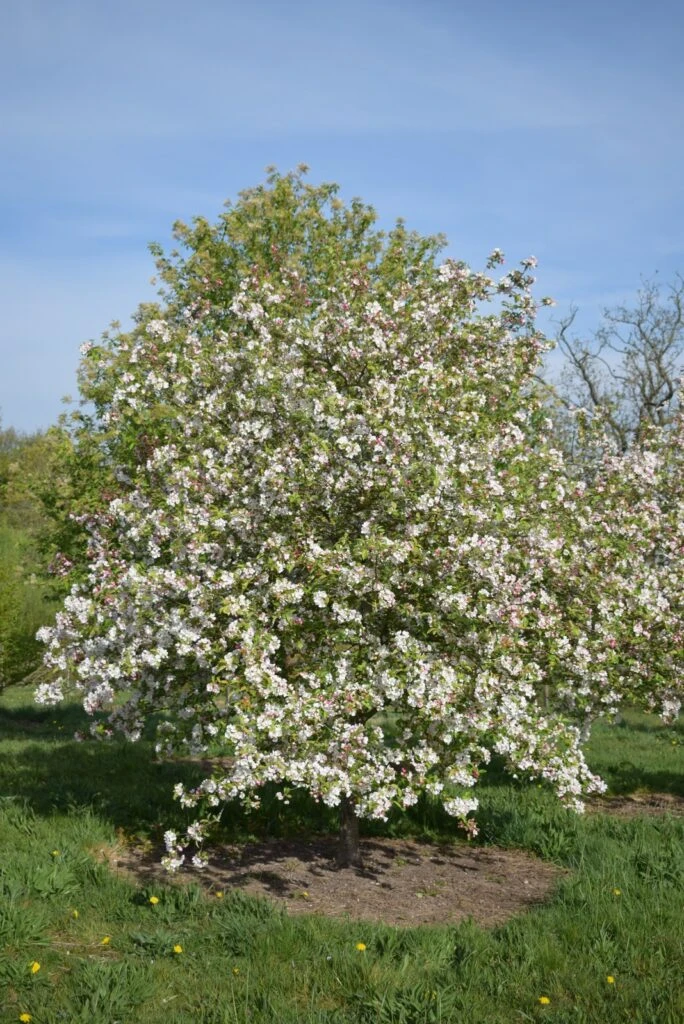 Malus ‘Evereste’ 6 Malus ‘Evereste’ - Image 4