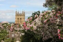 Malus Floribunda -Tree Furnish Store 11783 2 1 1024x683 1