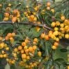 Malus ‘Golden Gem’ -Tree Furnish Store 11784 1 1024x683 1