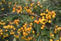 Malus ‘Golden Gem’