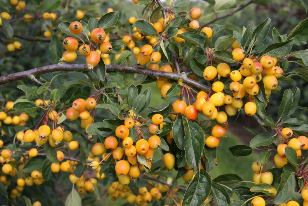 Malus ‘Golden Gem’ 3 Malus ‘Golden Gem’