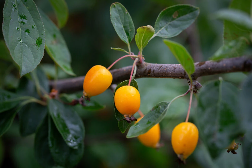 Malus ‘Golden Gem’ 4 Malus ‘Golden Gem’ - Image 2