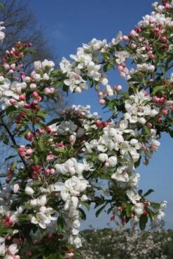 Malus ‘Golden Gem’ 8 Malus ‘Golden Gem’ -Tree Furnish Store 11784 2 1 683x1024 1