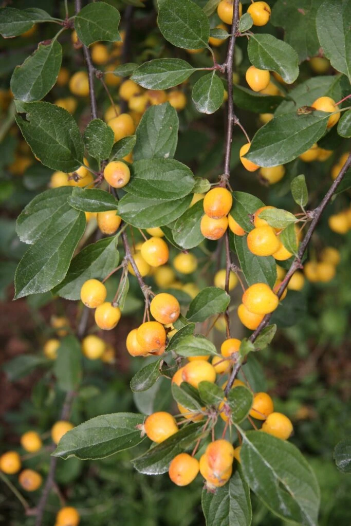 Malus ‘Golden Gem’ 6 Malus ‘Golden Gem’ - Image 4