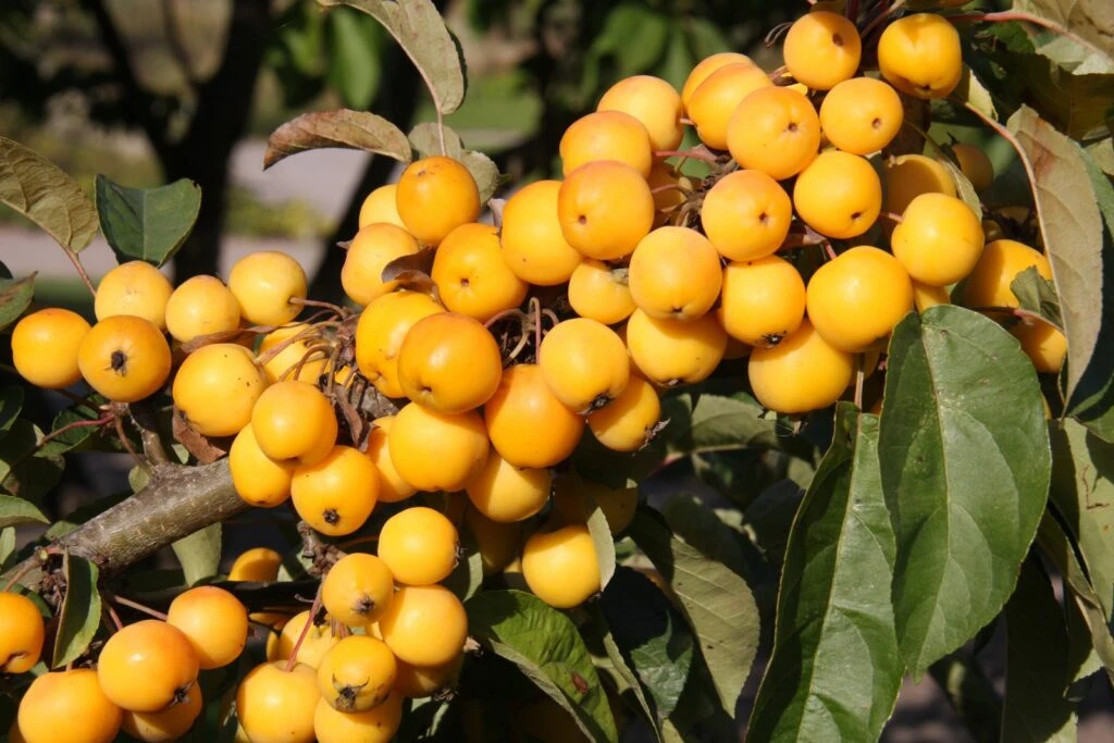 Malus ‘Golden Hornet’ 4 Malus ‘Golden Hornet’ - Image 2