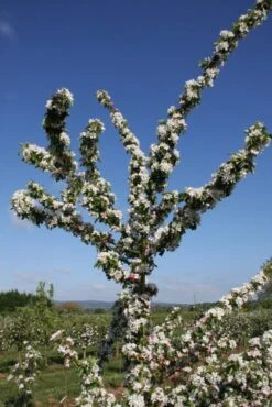 Malus ‘Golden Hornet’ 9 Malus ‘Golden Hornet’ -Tree Furnish Store 11785 1 1 683x1024 1