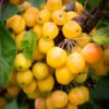 Malus ‘Golden Hornet’ 2 Malus ‘Golden Hornet’ -Tree Furnish Store 11785 12837 e18f 683x1024 1