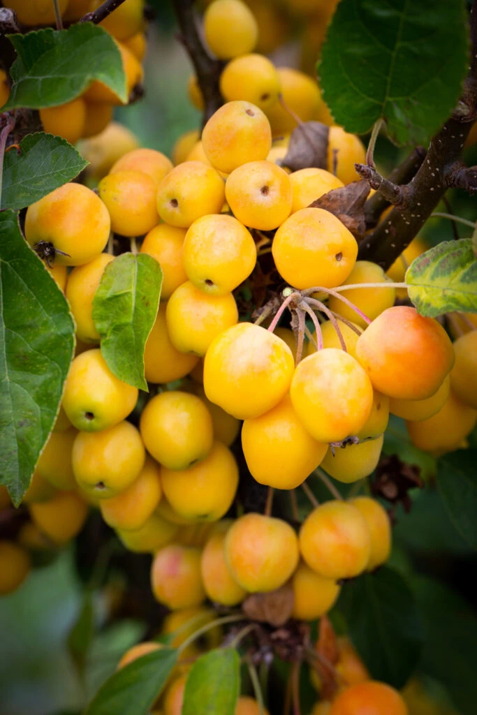Malus ‘Golden Hornet’ 3 Malus ‘Golden Hornet’