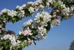 Malus ‘Golden Hornet’ 8 Malus ‘Golden Hornet’ -Tree Furnish Store 11785 2 1 1024x683 1