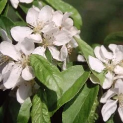 Malus ‘Gorgeous’ 5 Malus ‘Gorgeous’ -Tree Furnish Store 11786 1 1