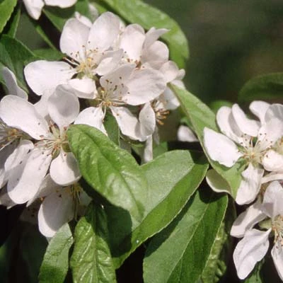 Malus ‘Gorgeous’ 4 Malus ‘Gorgeous’ - Image 2