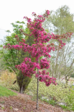 Malus ‘Harry Baker’ -Tree Furnish Store 11788 12560 d729 683x1024 1