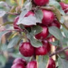 Malus ‘Harry Baker’ -Tree Furnish Store 11788 12867 2926 683x1024 1