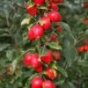 Malus ‘John Downie’ 2 Malus ‘John Downie’ -Tree Furnish Store 11792 1 683x1024 1