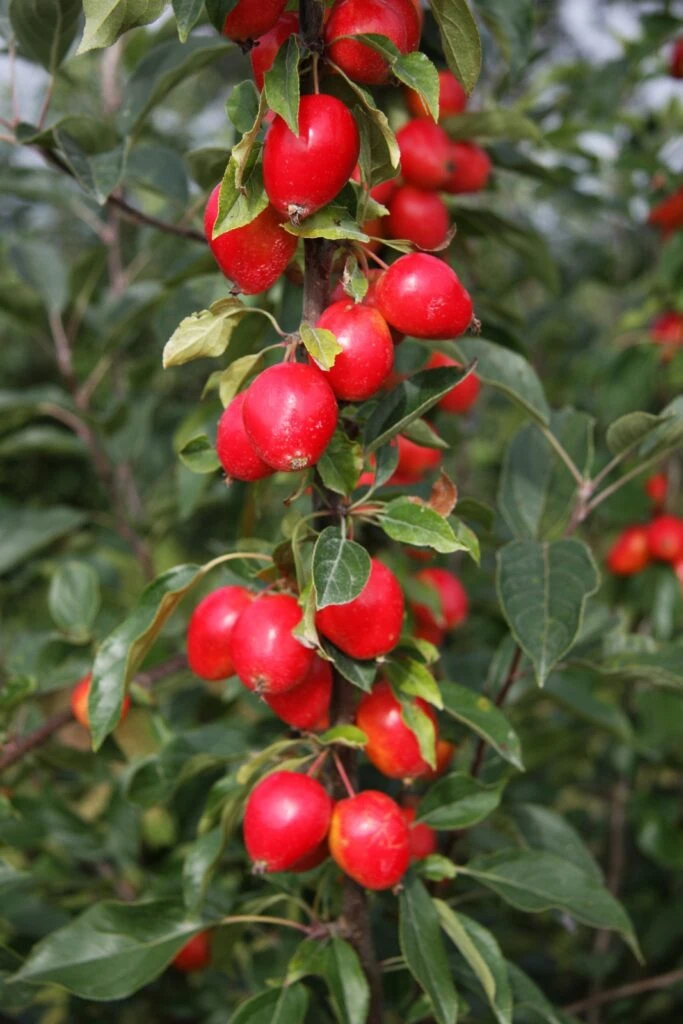 Malus ‘John Downie’ 3 Malus ‘John Downie’