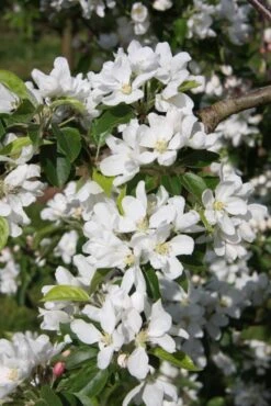 Malus ‘John Downie’ 9 Malus ‘John Downie’ -Tree Furnish Store 11792 1 1 683x1024 1