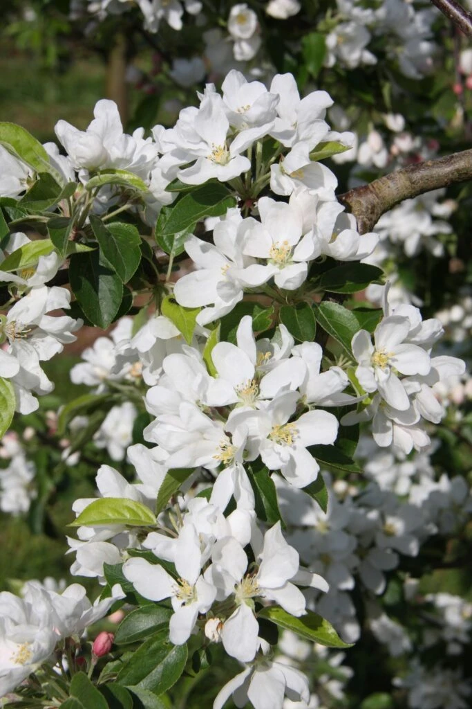 Malus ‘John Downie’ 6 Malus ‘John Downie’ - Image 4