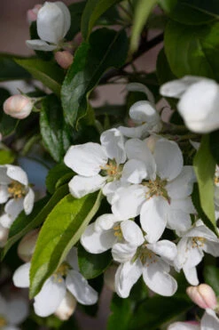 Malus ‘John Downie’ 8 Malus ‘John Downie’ -Tree Furnish Store 11792 13469 1e8a 682x1024 1