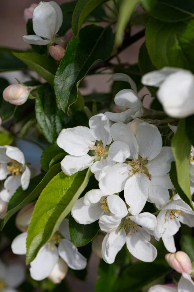 Malus ‘John Downie’ 5 Malus ‘John Downie’ - Image 3