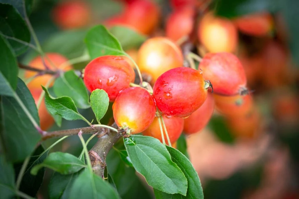 Malus ‘John Downie’ 4 Malus ‘John Downie’ - Image 2