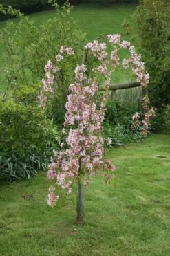 Malus ‘Louisa’ 9 Malus ‘Louisa’ -Tree Furnish Store 11795 1 683x1024 1