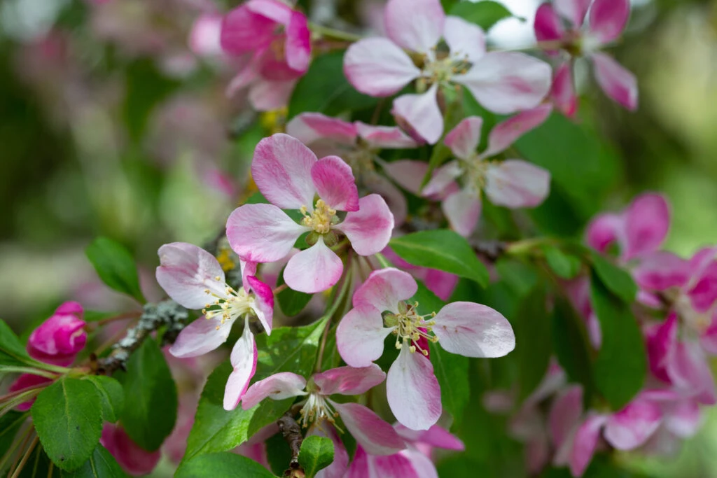 Malus ‘Louisa’ 5 Malus ‘Louisa’ - Image 3