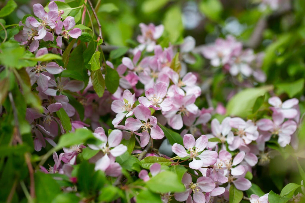 Malus ‘Louisa’ 3 Malus ‘Louisa’