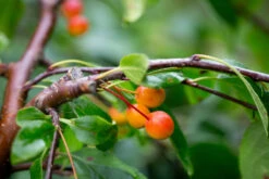 Malus ‘Louisa’ 7 Malus ‘Louisa’ -Tree Furnish Store 11795 14609 0501 1024x683 1