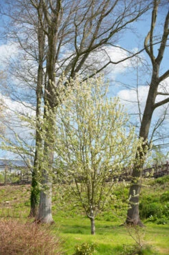 Malus ‘Pink Glow’ -Tree Furnish Store 11798 13494 c63a 682x1024 1