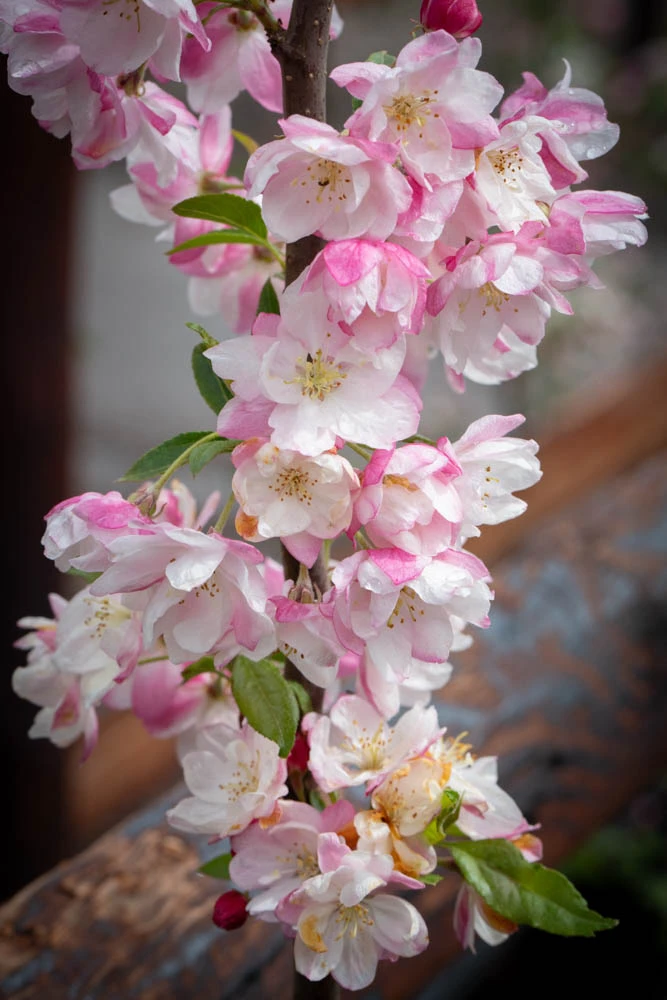 Malus ‘Pink Perfection’ 4 Malus ‘Pink Perfection’ - Image 2