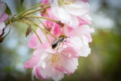 Malus ‘Pink Perfection’ 9 Malus ‘Pink Perfection’ -Tree Furnish Store 11799 12627 d4e0 1 1024x683 1