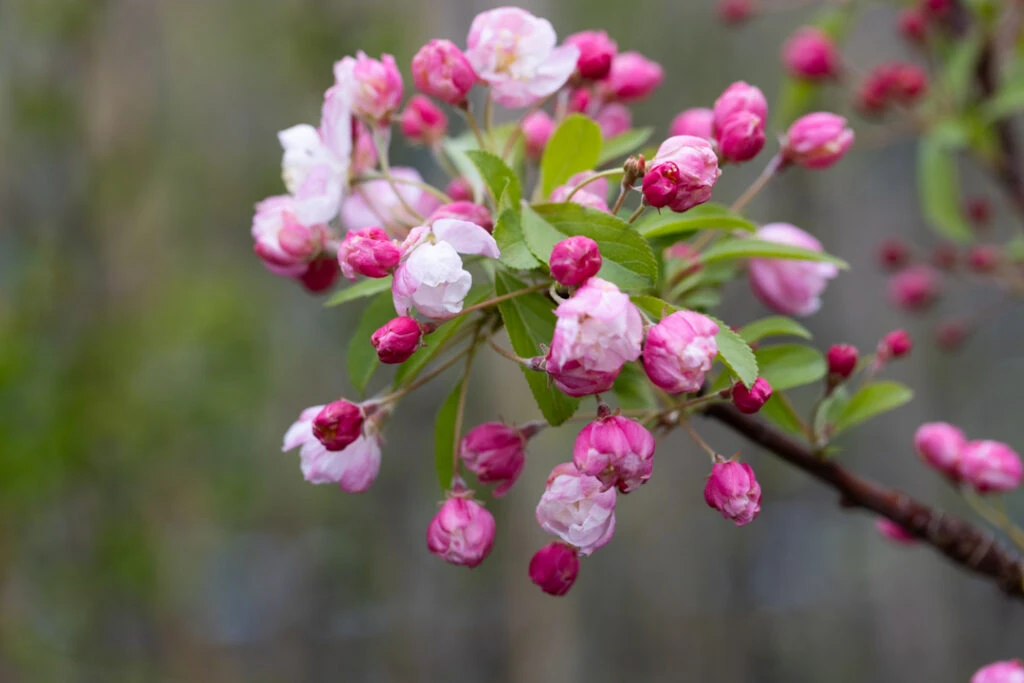 Malus ‘Pink Perfection’ 5 Malus ‘Pink Perfection’ - Image 3