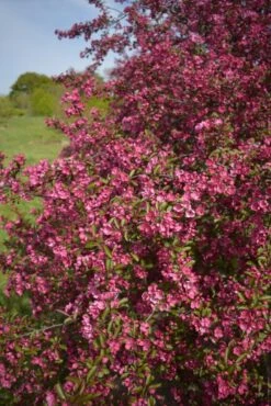 Malus ‘Prairie Fire’® 8 Malus ‘Prairie Fire’® -Tree Furnish Store 11800 1 684x1024 1