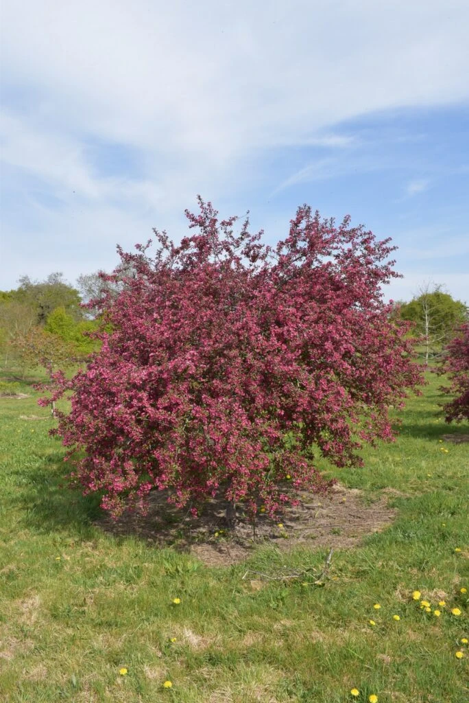 Malus ‘Prairie Fire’® 6 Malus ‘Prairie Fire’® - Image 4