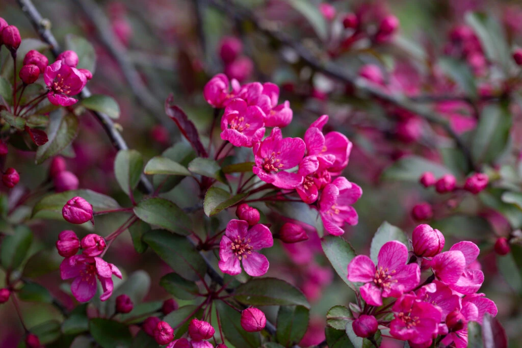 Malus ‘Prairie Fire’® 4 Malus ‘Prairie Fire’® - Image 2